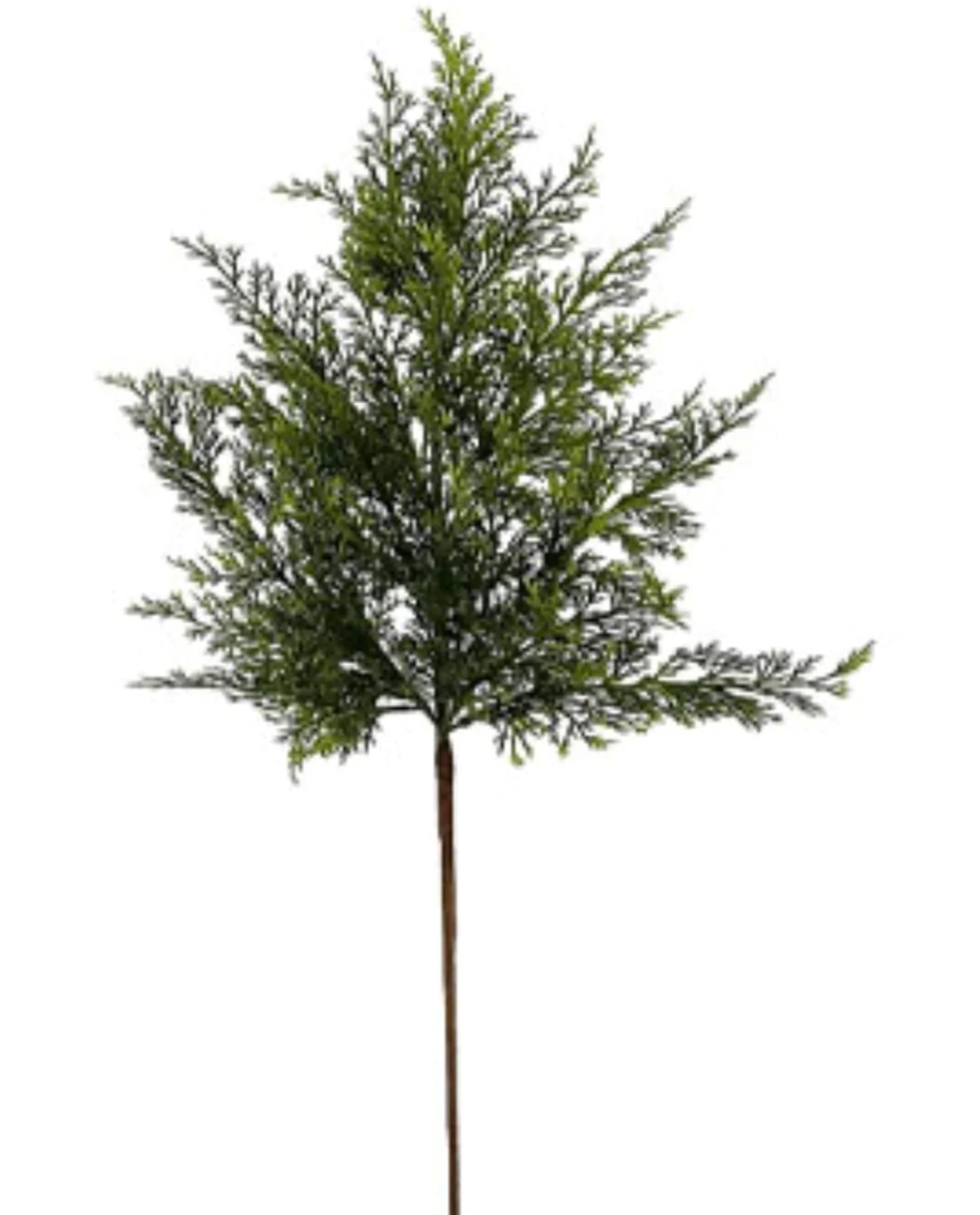 26" Leyland Cypress Spray - Mistletoe Market