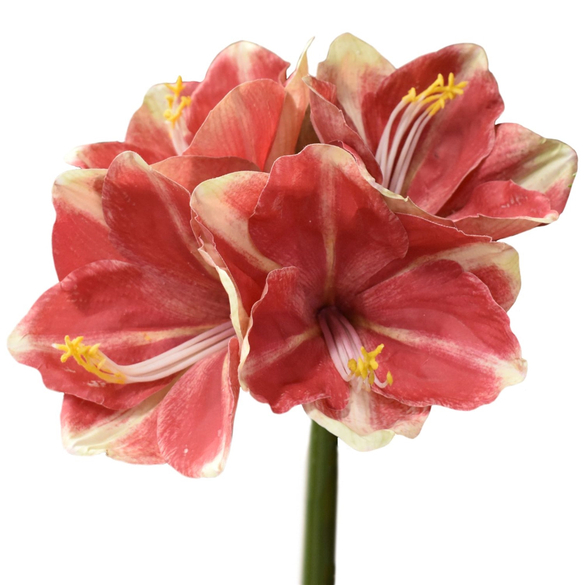 3D Fabric Coating Amaryllis Spray