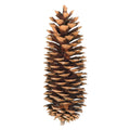 Sugar Pinecone
