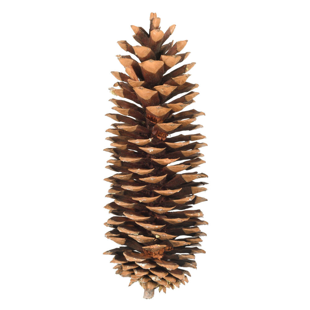 Sugar Pinecone