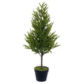 Potted Green Norfolk Pine Tree