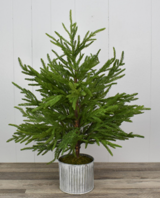 28" Norfolk Pine Tree in Galvanized Whitewash Container