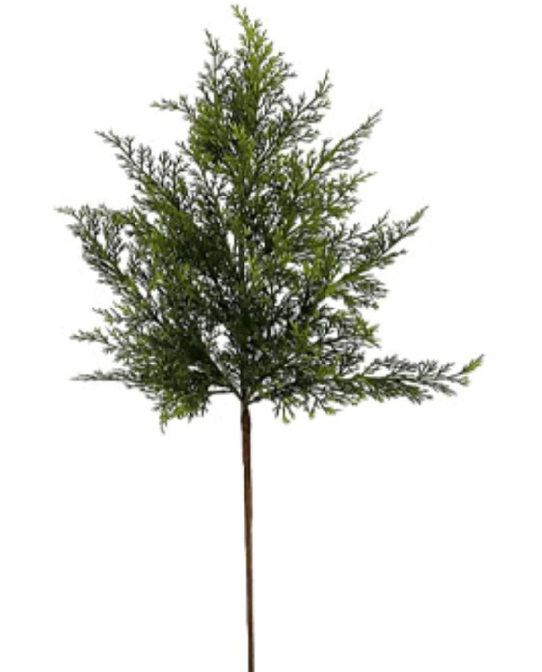 26" Leyland Cypress Spray