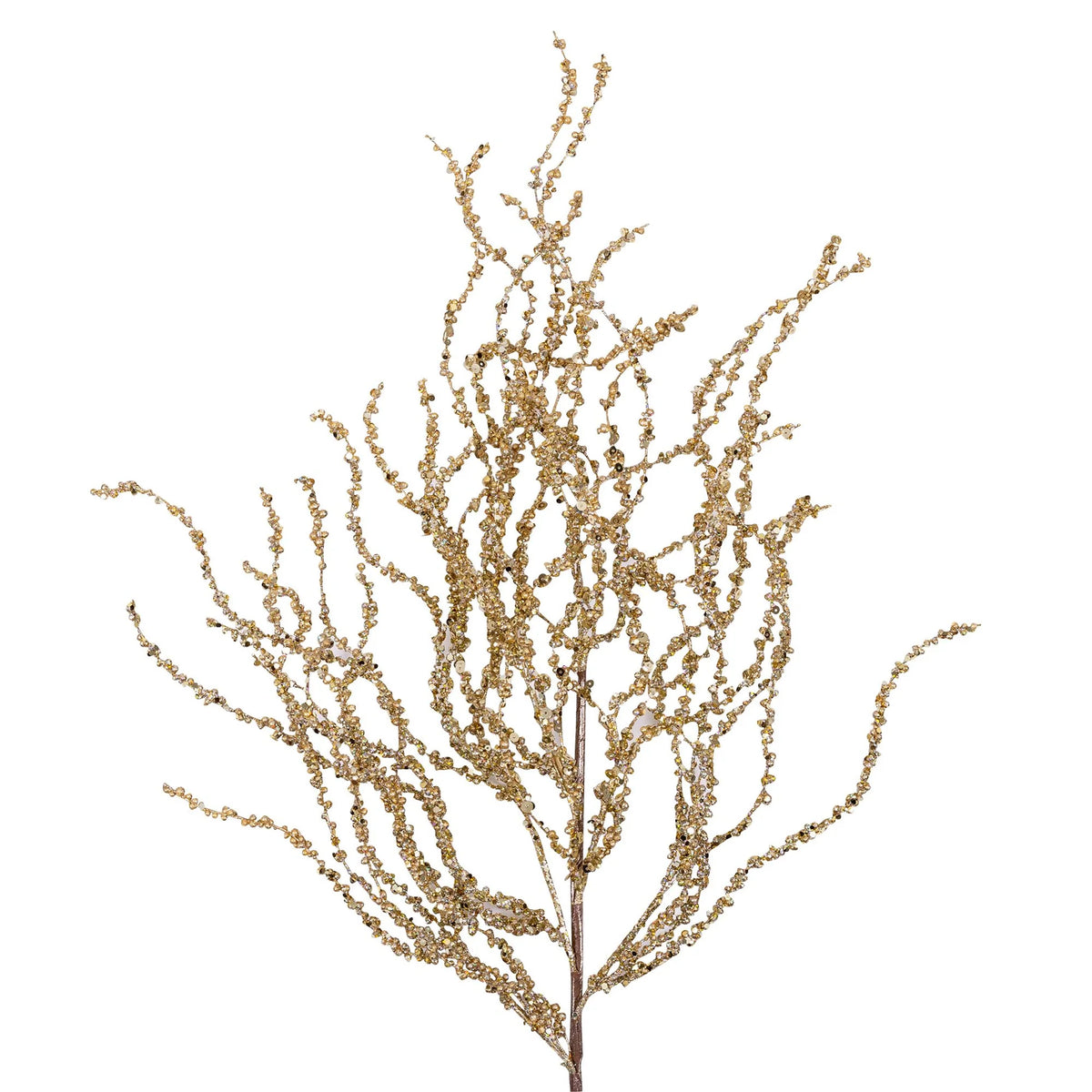 Curly Willow