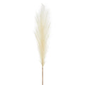 Pampas Grass Stem