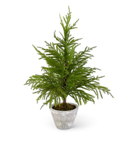 Norfolk Pine Tree in Gray Pot