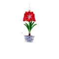Christmas Amaryllis
