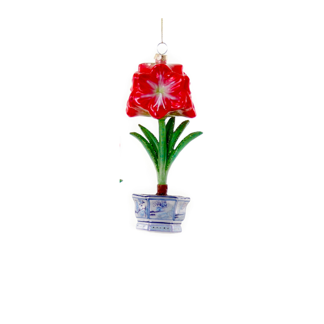 Christmas Amaryllis