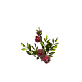 Sugared Pomegranate Leaf Spray