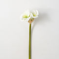 Amaryllis Stem- White