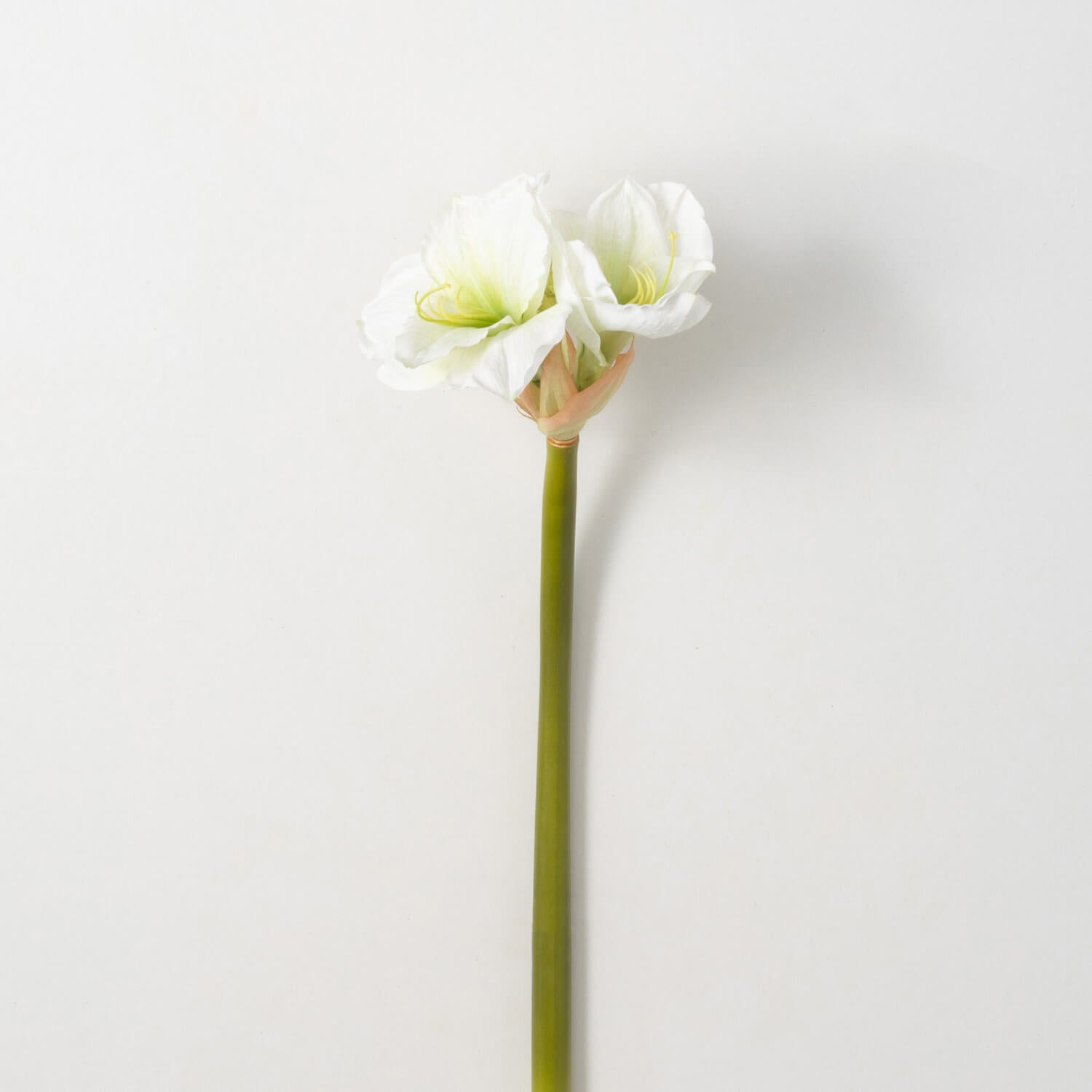 Amaryllis Stem- White