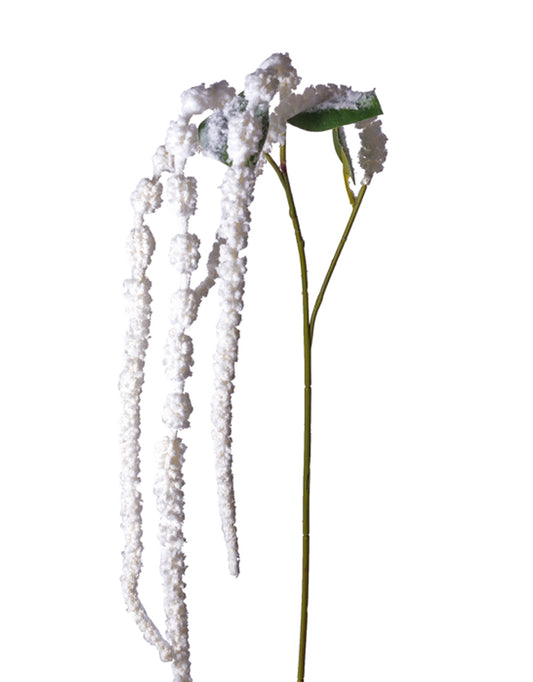 24" Amaranthus- White