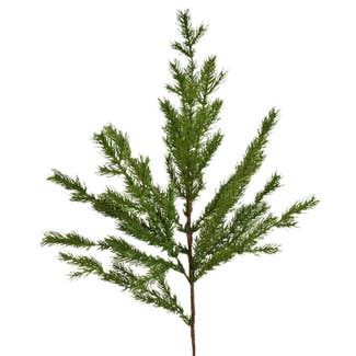 31" Short Needle Conifer Pine Brand